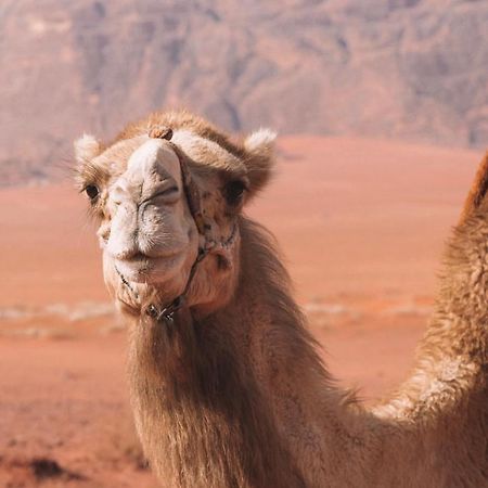 Hidden Wadi Rum Camp Exteriör bild