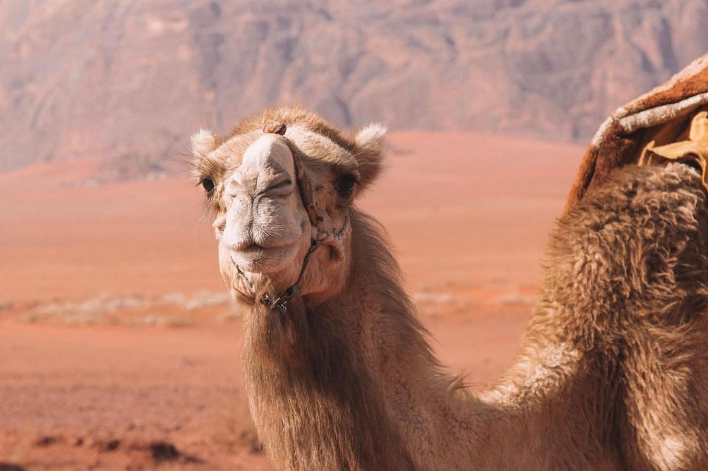 Hidden Wadi Rum Camp Exteriör bild